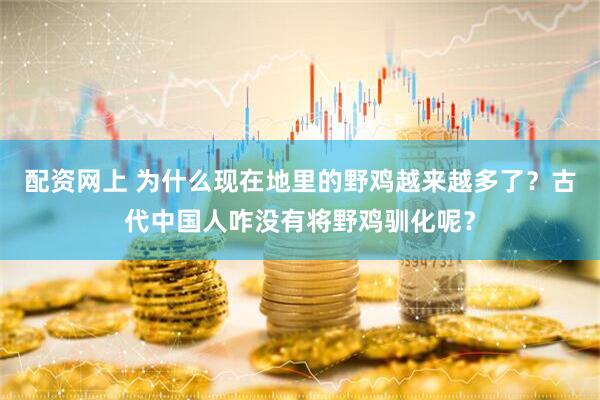 配资网上 为什么现在地里的野鸡越来越多了？古代中国人咋没有将野鸡驯化呢？